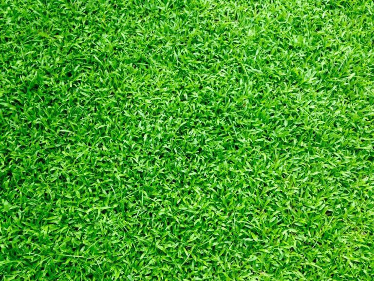 freshly cut grass